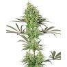 DOUBLE BANANA KUSH · White Label  Seeds · semillas de marihuana · Fem