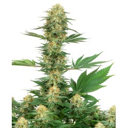 GELATO 420 · White Label...