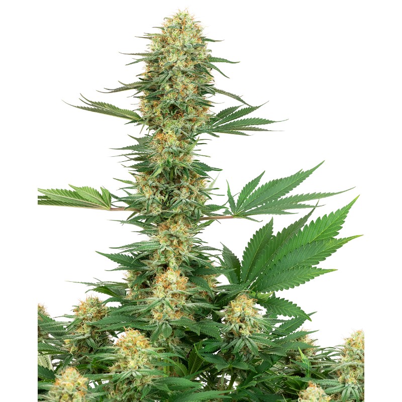 GELATO 420 · White Label  Seeds · semi di canapa indiana · Fem