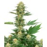 GELATO 420 · White Label  Seeds · semi di canapa indiana · Fem