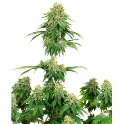GIRL SCOUT COOKIES · White...