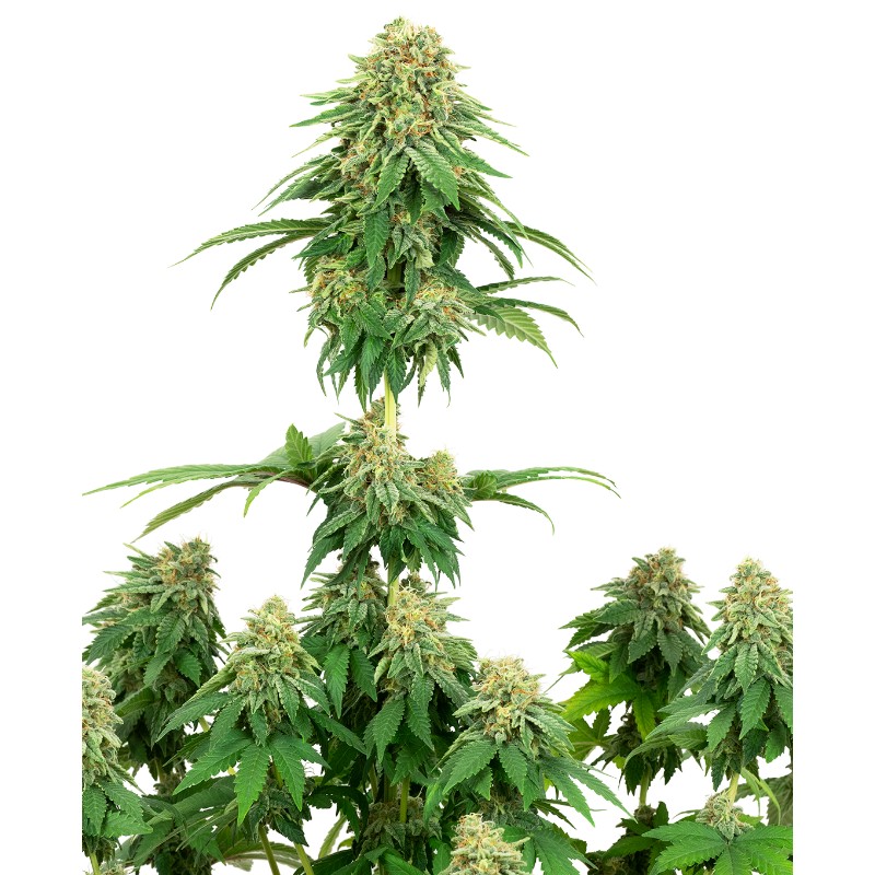 GIRL SCOUT COOKIES · White Label  Seeds · sementes de maconha · Fem