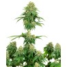 GIRL SCOUT COOKIES · White Label  Seeds · semi di canapa indiana · Fem