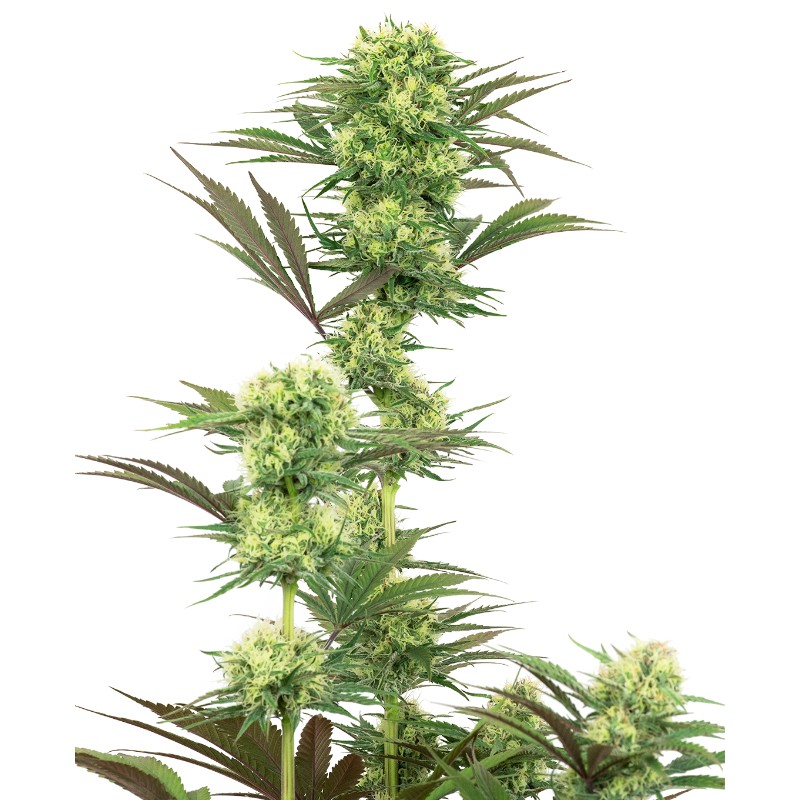 GUAVA JELLY · White Label  Seeds · kenevir tohum · DIsi · Fem