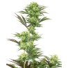 GUAVA JELLY · White Label  Seeds · graines de cannabis · Fem