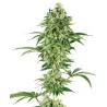 NICOLE HINDU KUSH · White Label  Seeds · graines de cannabis · Fem
