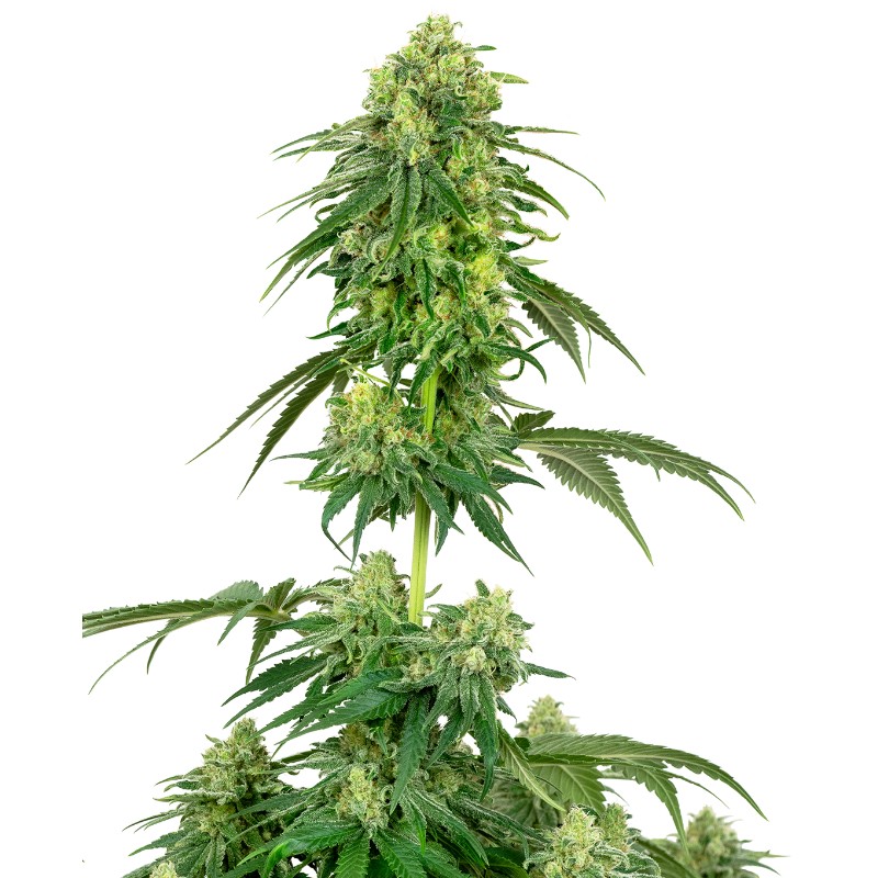 STRAWBERRY KUSH · White Label  Seeds · graines de cannabis · Fem