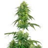 STRAWBERRY KUSH · White Label  Seeds · graines de cannabis · Fem
