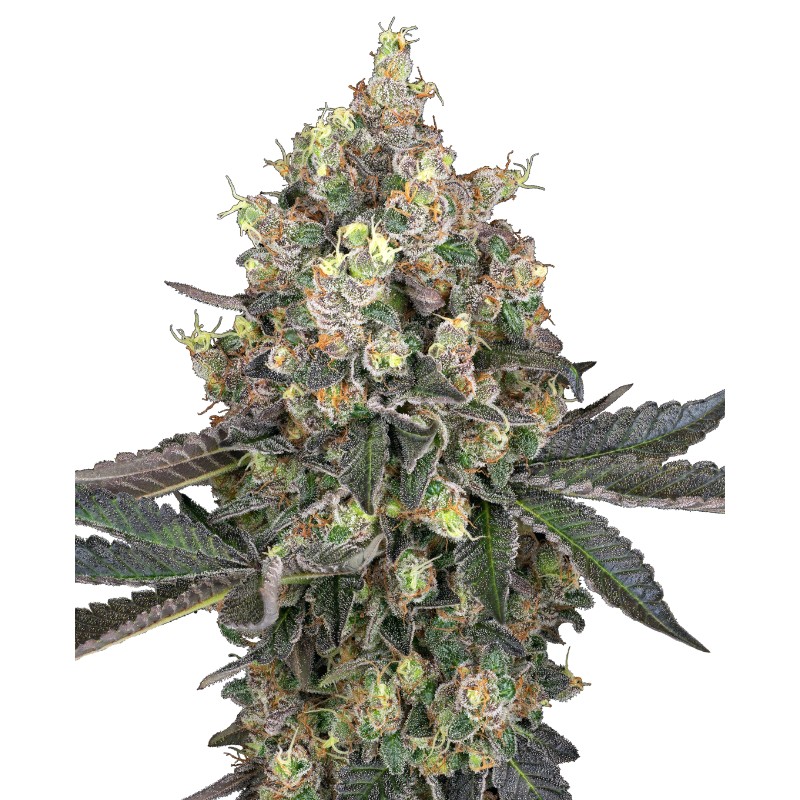 SWEET BERRY BREEZE · White Label  Seeds · cannabis samen · Fem