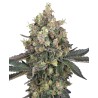 SWEET BERRY BREEZE · White Label  Seeds · semi di canapa indiana · Fem