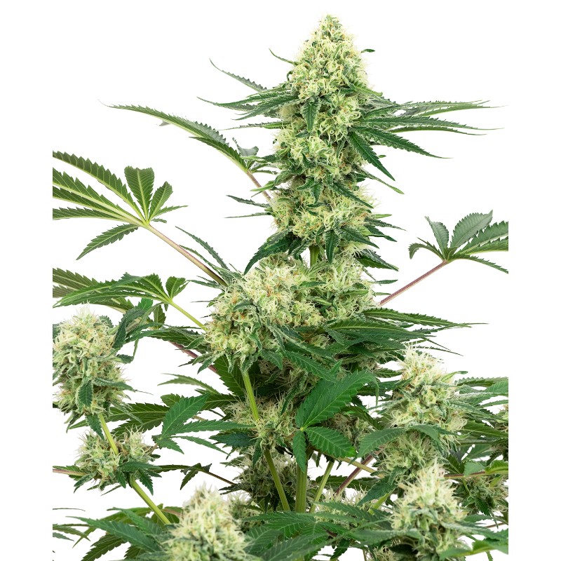 WEDDING CHEESECAKE · White Label  Seeds · semi di canapa indiana · Fem