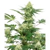 WEDDING CHEESECAKE · White Label  Seeds · kenevir tohum · DIsi · Fem