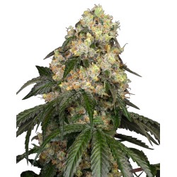 WHITE BISCOTTI OG XXL ·...