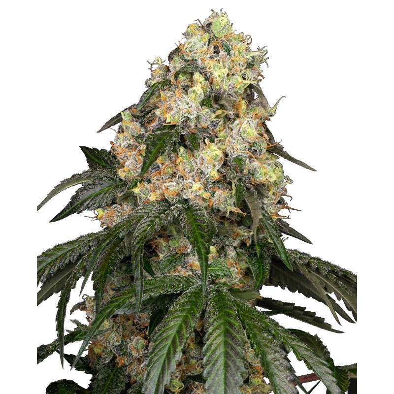 WHITE BISCOTTI OG XXL · White Label  Seeds · cannabis samen · Fem