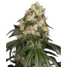 WHITE BISCOTTI OG XXL · White Label  Seeds · sementes de maconha · Fem