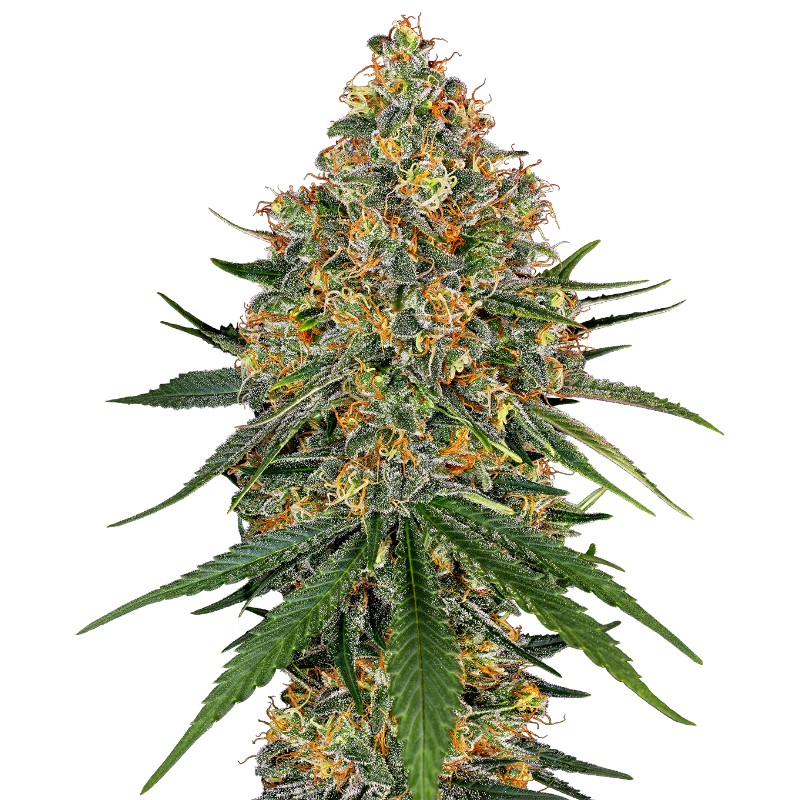 WHITE CHEESE · White Label  Seeds · cannabis samen · Fem