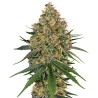 WHITE CHEESE · White Label  Seeds · cannabis samen · Fem