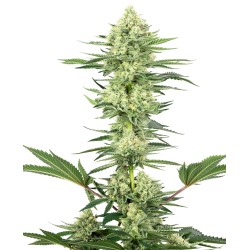 WHITE GORILLA HAZE · White...
