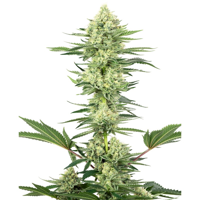WHITE GORILLA HAZE · White Label  Seeds · kenevir tohum · DIsi · Fem