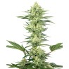 WHITE GORILLA HAZE · White Label  Seeds · semillas de marihuana · Fem