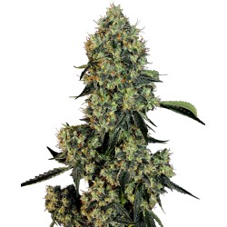 O.G KUSH · White Label...