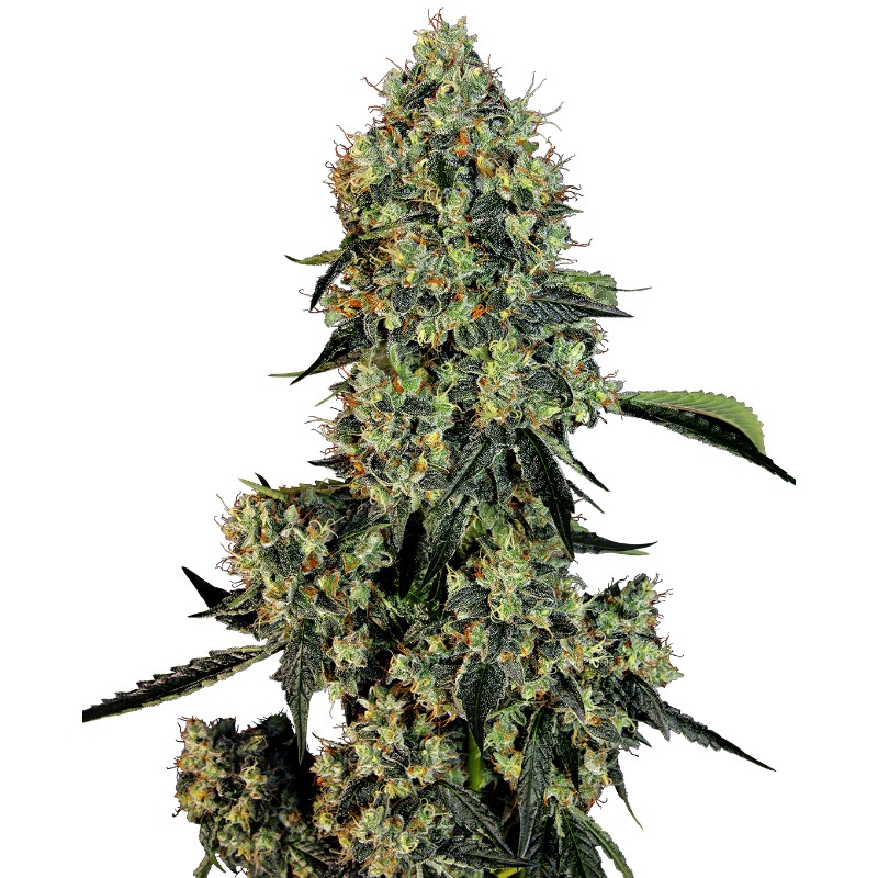 O.G KUSH · White Label  Seeds · cannabis samen · Fem