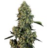 O.G KUSH · White Label  Seeds · cannabis samen · Fem