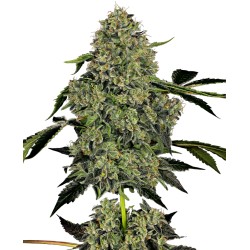 OG KUSH AUTO · White Label...