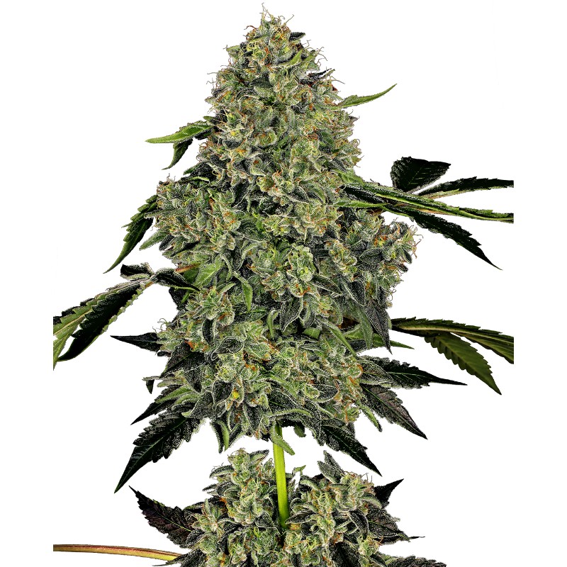 OG KUSH AUTO · White Label  Seeds · sementes de maconha · AutoFem