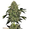 OG KUSH AUTO · White Label  Seeds · graines de cannabis · AutoFem