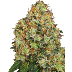 SWEET TANGERINE TANGO AUTO...