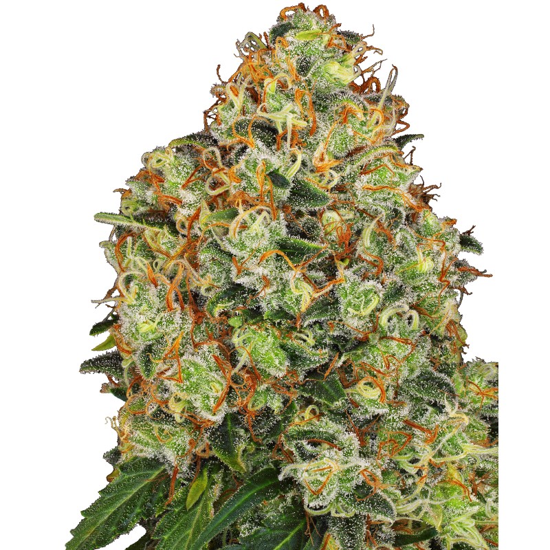 SWEET TANGERINE TANGO AUTO · White Label  Seeds · sementes de maconha · AutoFem