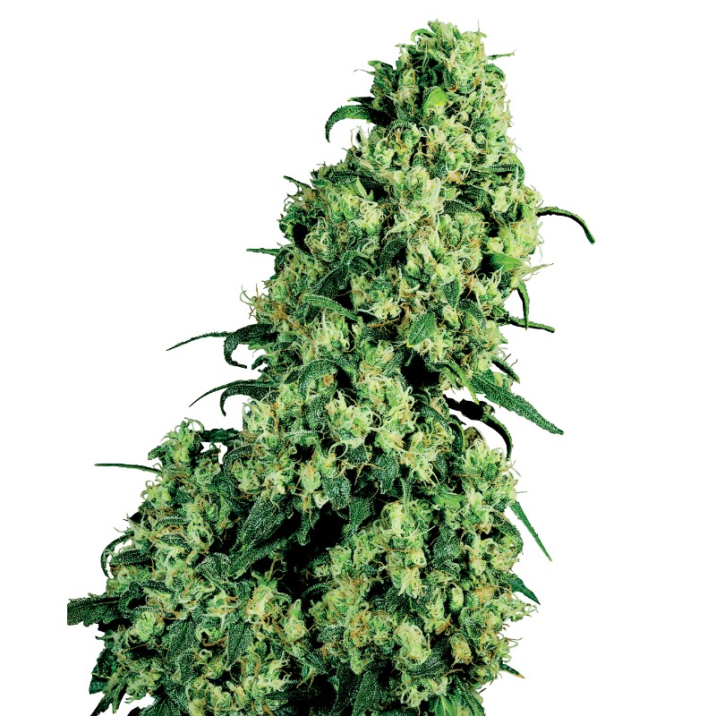 SKUNK 1 AUTOMATIC · White Label  Seeds · kaufen cannabis samen · AutoFem