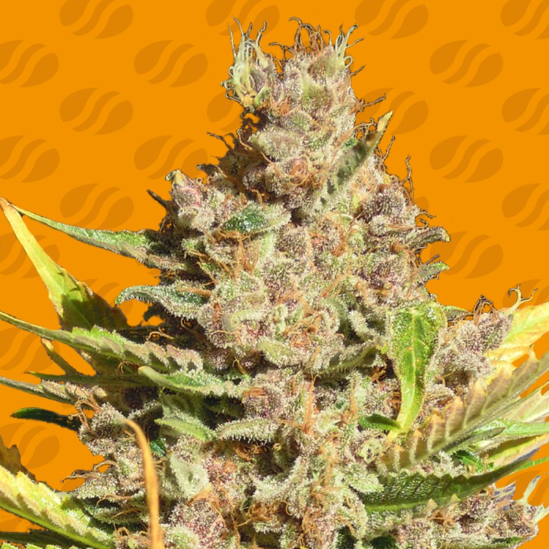 ALIEN GORILLA · Original Sensible Seeds · cannabis seeds · Fem