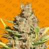ALIEN GORILLA · Original Sensible Seeds · graines de cannabis · Fem
