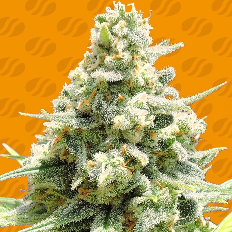 AMNESIA LEMON KUSH · Original Sensible Seeds · sementes de maconha · Fem
