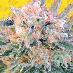 AUTO BLUEBERRY GHOST OG ·...