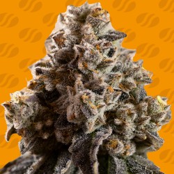 ALIEN MOONROCKS · Original...
