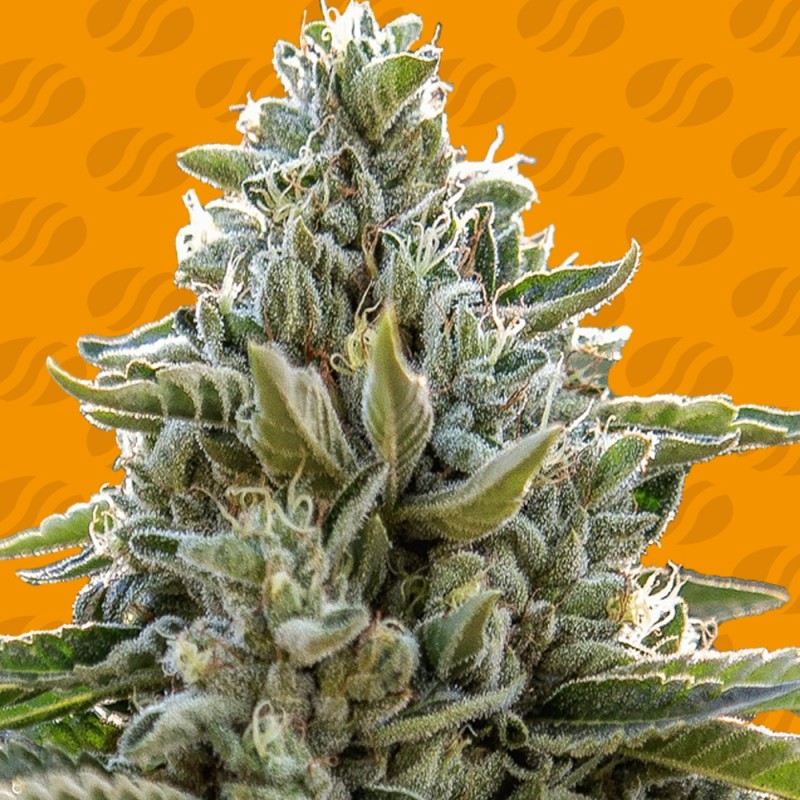 FROSTED GUAVA · Original Sensible Seeds · semillas de marihuana · Fem