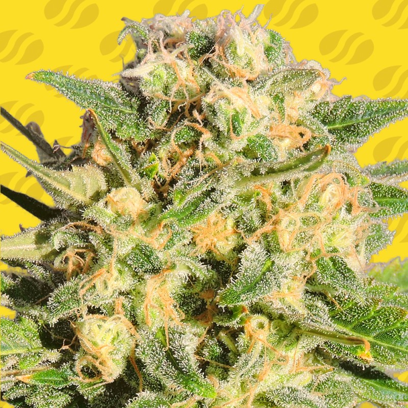 AUTO AK XXL · Original Sensible Seeds · graines de cannabis · AutoFem