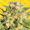 AUTO AK XXL · Original Sensible Seeds · graines de cannabis · AutoFem