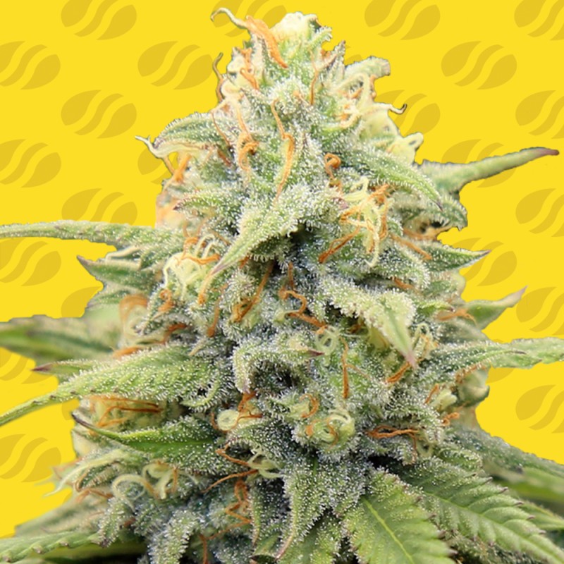 APPLE FRITTER AUTO · Original Sensible Seeds · kaufen cannabis samen · AutoFem