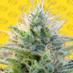 AUTO GHOST OG · Original...