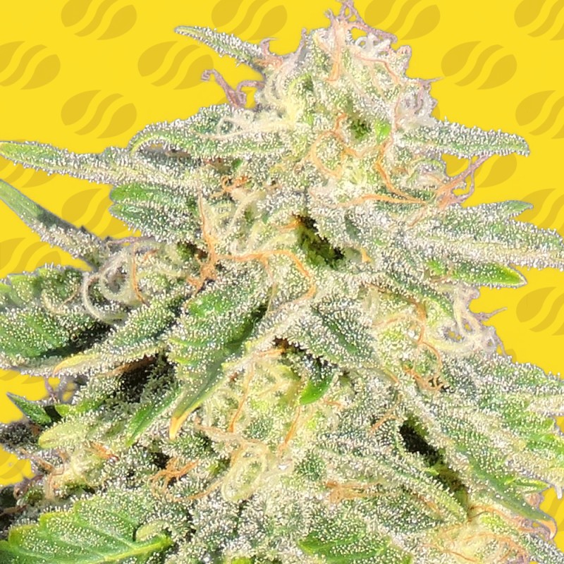 AUTO JACK HERER · Original Sensible Seeds · kaufen cannabis samen · AutoFem