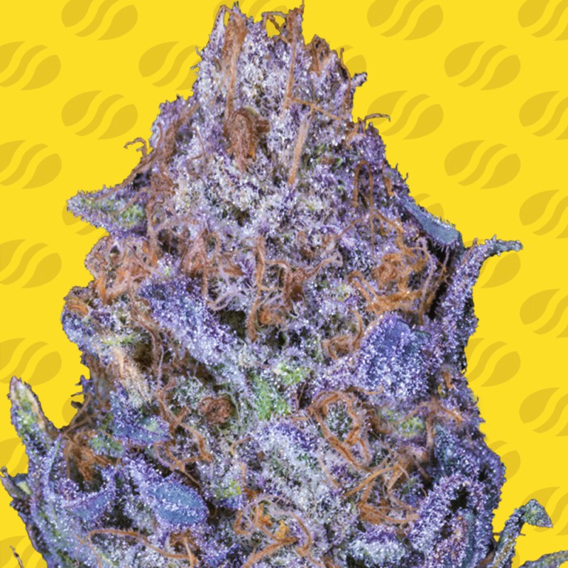 AUTO PURPLE · Original Sensible Seeds · sementes de maconha · AutoFem