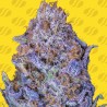 AUTO PURPLE · Original Sensible Seeds · semi di canapa · AutoFem