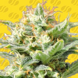 AUTO SUPER SKUNK · Original...