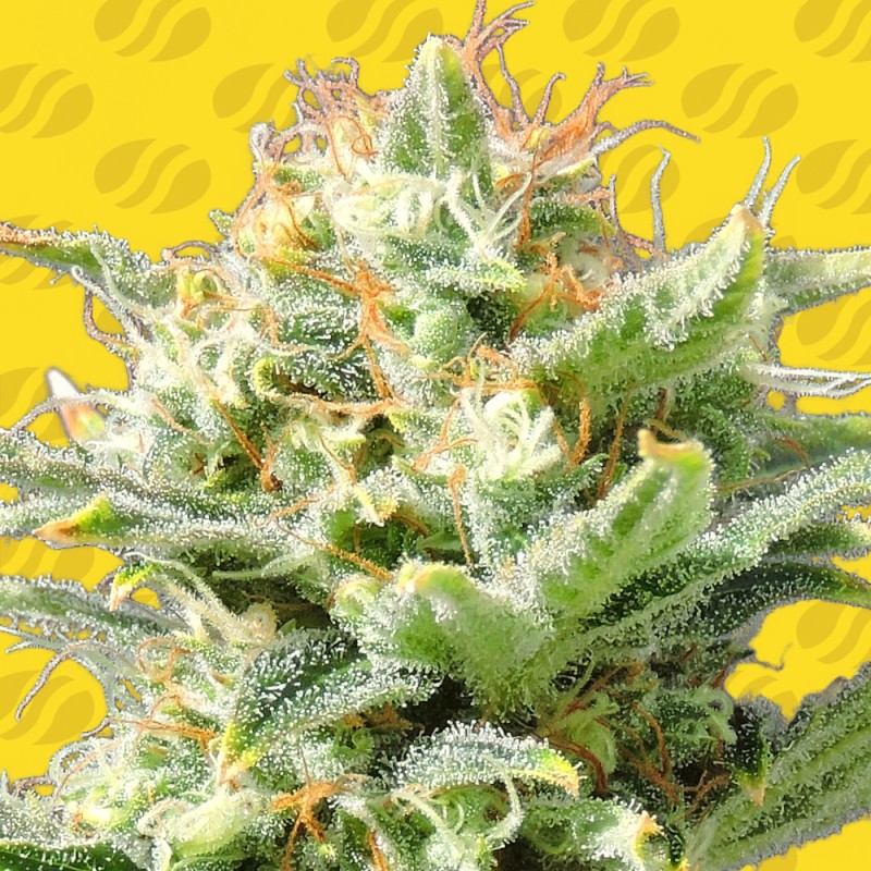 AUTO SUPER SKUNK · Original Sensible Seeds · kaufen cannabis samen · AutoFem
