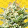 AUTO SUPER SKUNK · Original Sensible Seeds · graines de cannabis · AutoFem