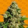 BANANA SHERBET · Original Sensible Seeds · graines de cannabis · Fem